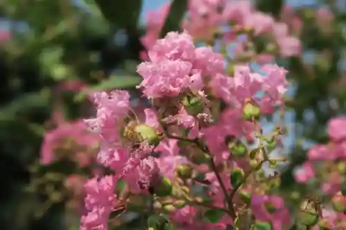 大松禅寺(京都府)