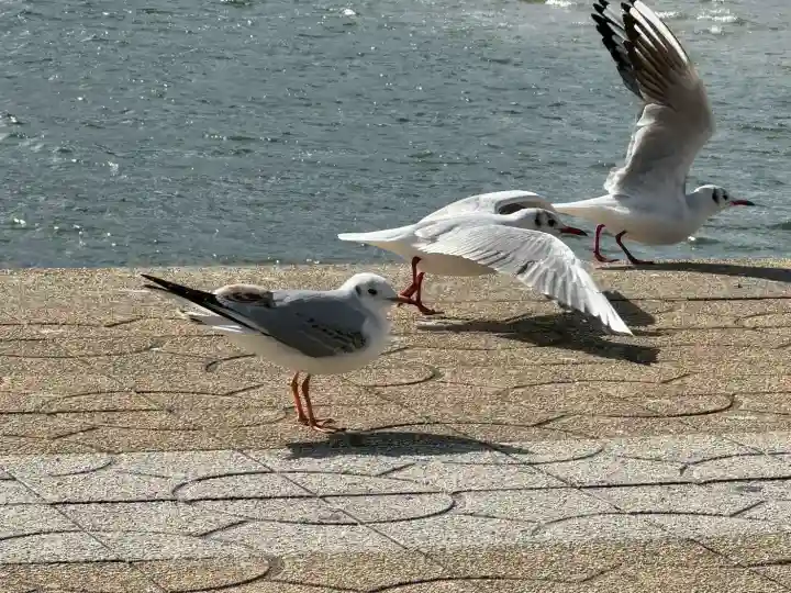 八百富神社の{uncategorized: "未分類", other: "その他", undefined: "問題あり", building: "その他建物", grave: "お墓", sacred_gate: "鳥居", guardian: "狛犬", statue: "像", buddha: "仏像", history: "歴史", nature: "自然", garden: "庭園", animal: "動物", pagoda: "塔", temizu: "手水舎", mountain_gate: "山門・神門", sanctuary: "本殿・本堂", subordinate: "末社・摂社", art: "芸術", scenery: "景色", jizo: "地蔵", ema: "絵馬", goshuin: "御朱印", omikuji: "おみくじ", items: "授与品その他", amulet: "お守り", goshuincho: "御朱印帳", eats: "食事", festival: "お祭り", votive_dance: "神楽", shichigosan: "七五三参", wedding: "結婚式", experience: "体験その他", initially: "初詣", around: "周辺", anti_infection: "感染症対策"}