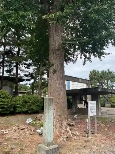 福井神社(福井県)