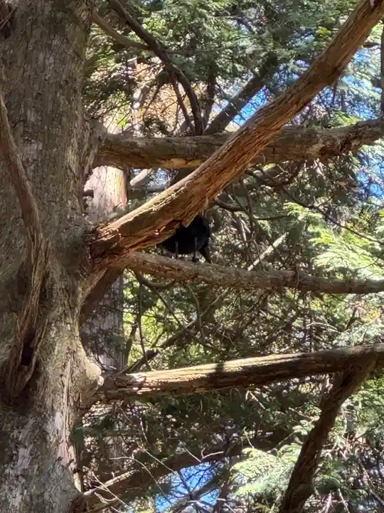玉置神社の御朱印