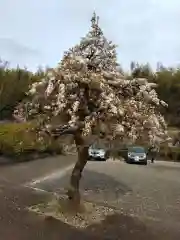 蓮華寺の自然