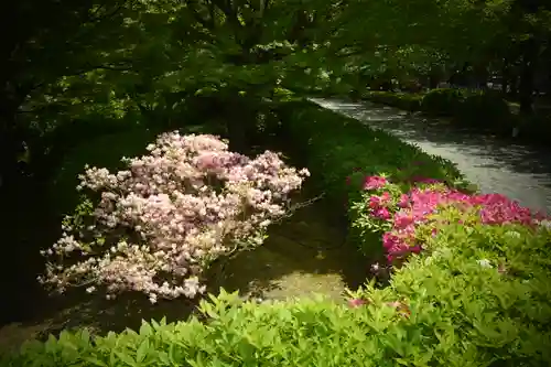 東寺（教王護国寺）の自然