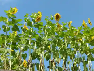 伊勢山皇大神宮(神奈川県)