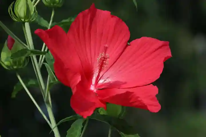 阿久津「田村神社」(郡山市阿久津町)旧社名:伊豆箱根三嶋三社の庭園