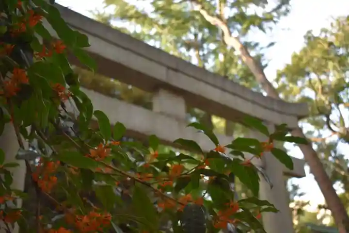代々木八幡宮の鳥居