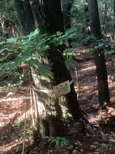 五社大明神社の自然