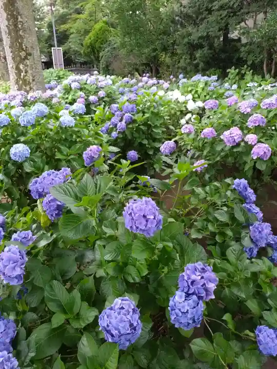 妙法寺(東京都)