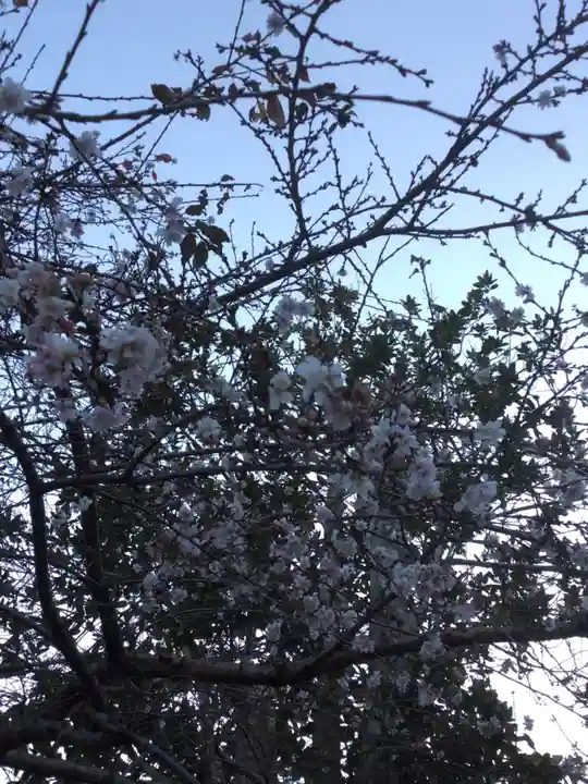 志波彦神社・鹽竈神社の自然
