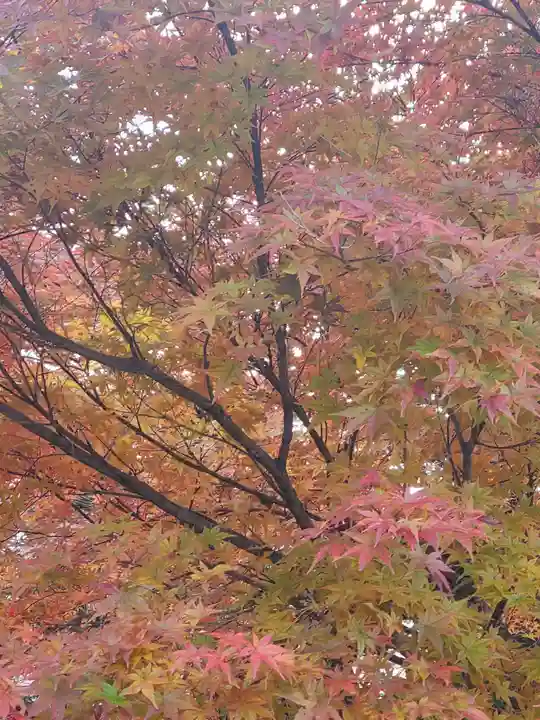 赤城神社の自然