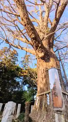 飯綱神社の自然