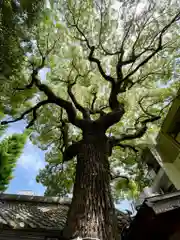 若一神社の自然