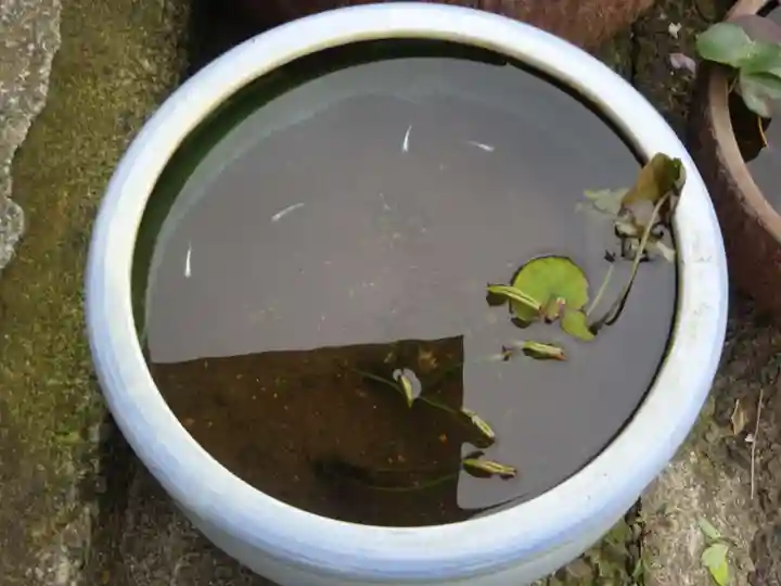 伊勢原 法泉寺の動物