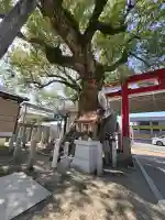 石津神社の{uncategorized: "未分類", other: "その他", undefined: "問題あり", building: "その他建物", grave: "お墓", sacred_gate: "鳥居", guardian: "狛犬", statue: "像", buddha: "仏像", history: "歴史", nature: "自然", garden: "庭園", animal: "動物", pagoda: "塔", temizu: "手水舎", mountain_gate: "山門・神門", sanctuary: "本殿・本堂", subordinate: "末社・摂社", art: "芸術", scenery: "景色", jizo: "地蔵", ema: "絵馬", goshuin: "御朱印", omikuji: "おみくじ", items: "授与品その他", amulet: "お守り", goshuincho: "御朱印帳", eats: "食事", festival: "お祭り", votive_dance: "神楽", shichigosan: "七五三参", wedding: "結婚式", experience: "体験その他", initially: "初詣", around: "周辺", anti_infection: "感染症対策"}