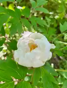 蚊里田八幡宮(長野県)(2025年05月15日(木) 15時52分18秒投稿)