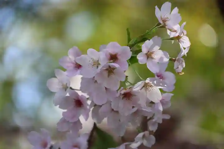 三春大神宮の自然