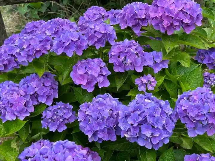 粟井神社の自然