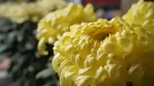 美奈宜神社(福岡県)(2025年11月07日(金) 10時28分13秒投稿)
