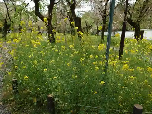 平野神社の自然