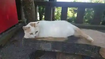 伊豆山神社(静岡県)