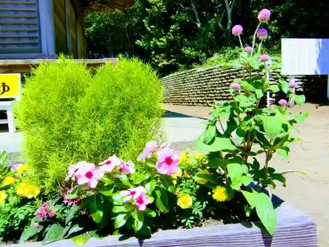 玉崎神社の自然