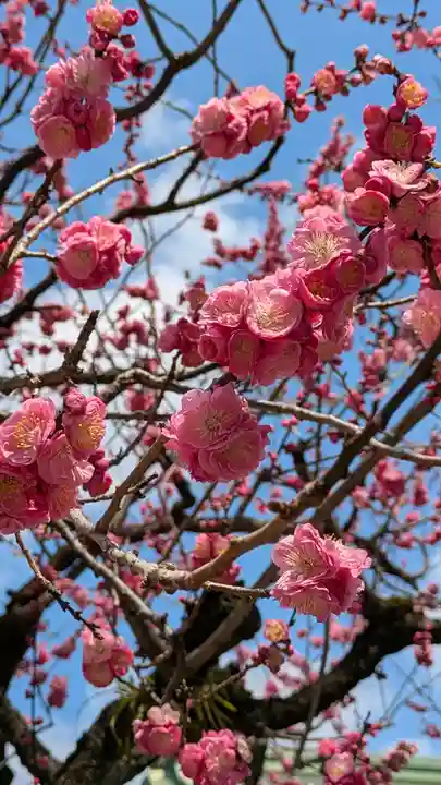 北野天満宮(京都府)