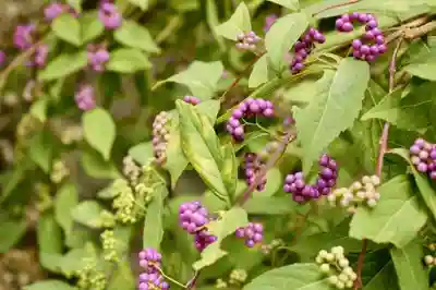 関西花の寺二十五ヶ所