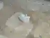 正覚寺の像