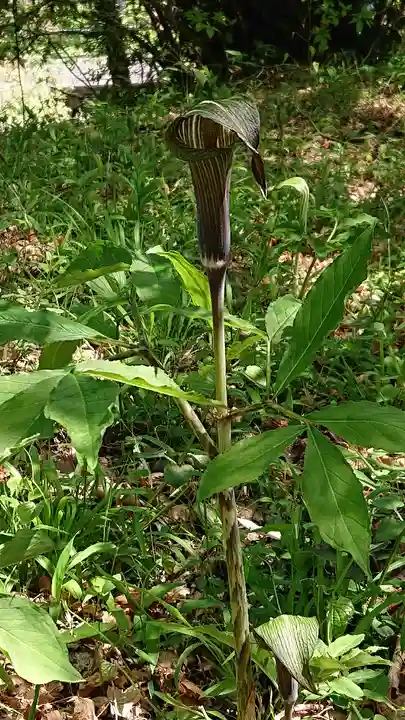 羽黒山神社の自然
