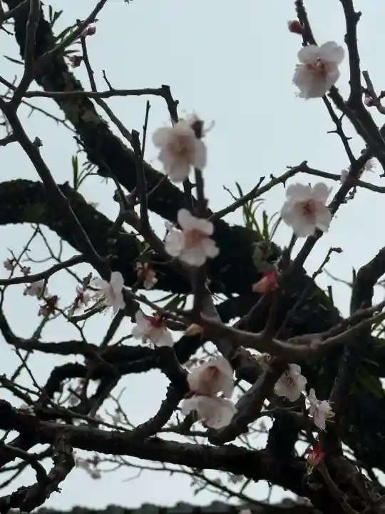 太宰府天満宮の{uncategorized: "未分類", other: "その他", undefined: "問題あり", building: "その他建物", grave: "お墓", sacred_gate: "鳥居", guardian: "狛犬", statue: "像", buddha: "仏像", history: "歴史", nature: "自然", garden: "庭園", animal: "動物", pagoda: "塔", temizu: "手水舎", mountain_gate: "山門・神門", sanctuary: "本殿・本堂", subordinate: "末社・摂社", art: "芸術", scenery: "景色", jizo: "地蔵", ema: "絵馬", goshuin: "御朱印", omikuji: "おみくじ", items: "授与品その他", amulet: "お守り", goshuincho: "御朱印帳", eats: "食事", festival: "お祭り", votive_dance: "神楽", shichigosan: "七五三参", wedding: "結婚式", experience: "体験その他", initially: "初詣", around: "周辺", anti_infection: "感染症対策"}