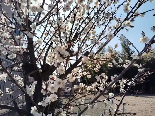 長良神社の自然