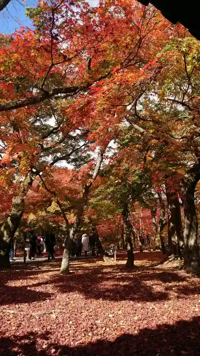 東福禅寺(東福寺)の{uncategorized: "未分類", other: "その他", undefined: "問題あり", building: "その他建物", grave: "お墓", sacred_gate: "鳥居", guardian: "狛犬", statue: "像", buddha: "仏像", history: "歴史", nature: "自然", garden: "庭園", animal: "動物", pagoda: "塔", temizu: "手水舎", mountain_gate: "山門・神門", sanctuary: "本殿・本堂", subordinate: "末社・摂社", art: "芸術", scenery: "景色", jizo: "地蔵", ema: "絵馬", goshuin: "御朱印", omikuji: "おみくじ", items: "授与品その他", amulet: "お守り", goshuincho: "御朱印帳", eats: "食事", festival: "お祭り", votive_dance: "神楽", shichigosan: "七五三参", wedding: "結婚式", experience: "体験その他", initially: "初詣", around: "周辺", anti_infection: "感染症対策"}