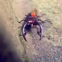 滑川神社 - 仕事と子どもの守り神の動物