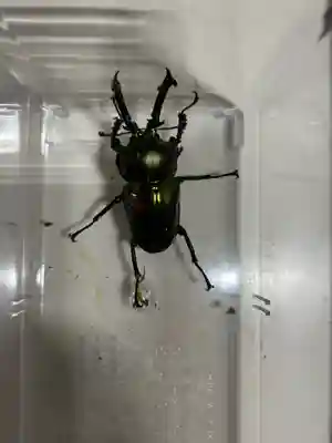 安用寺(愛知県)