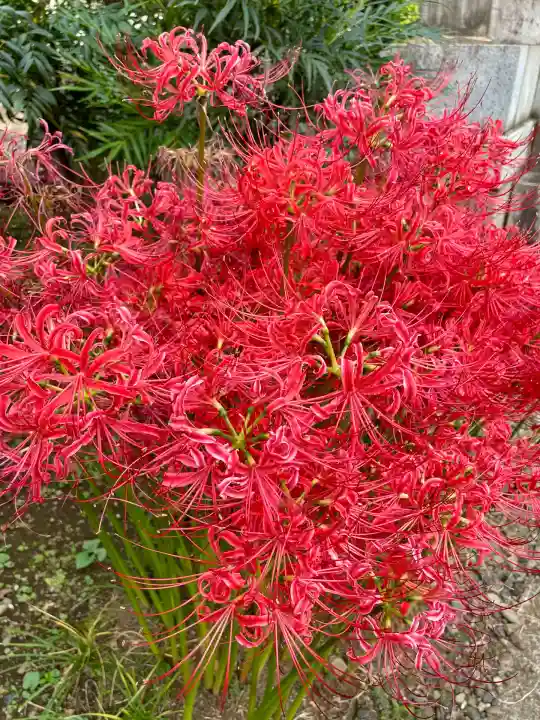 花蔵院(東京都)