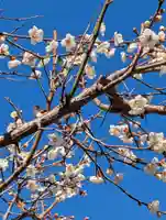 白山神社(東京都)