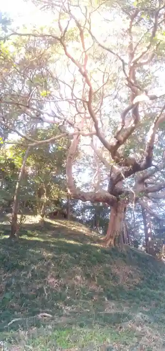 愛宕神社の自然