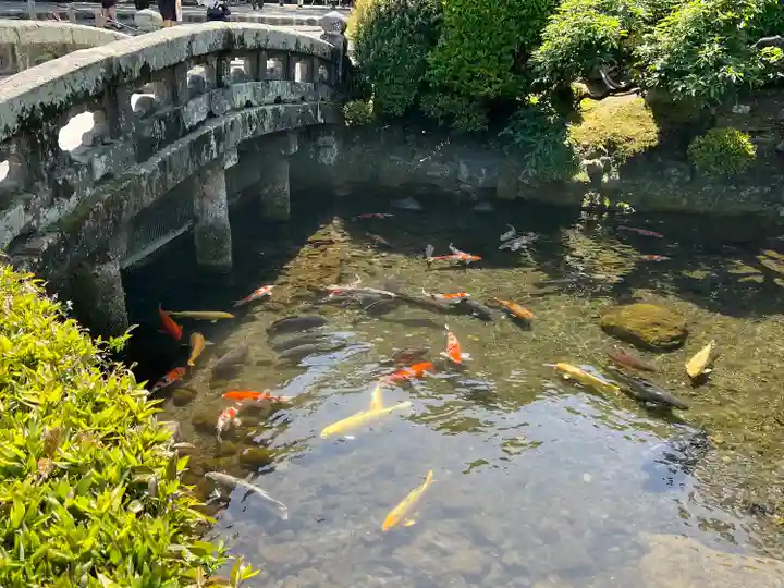 出水神社の動物