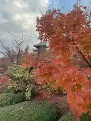 東寺（教王護国寺）(京都府)