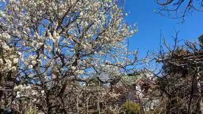 亀戸天神社(東京都)