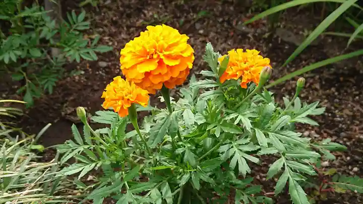 海老坂薬師の自然