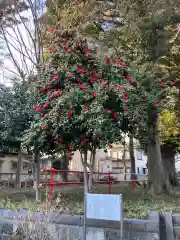 尉殿神社の自然