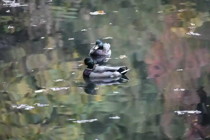 明治神宮(東京都)