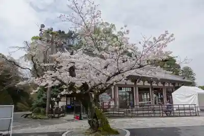 知恩院(京都府)