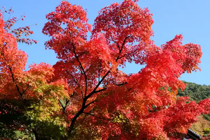 禅林寺(永観堂)の自然
