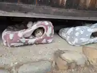 八幡社(柏井町)の動物