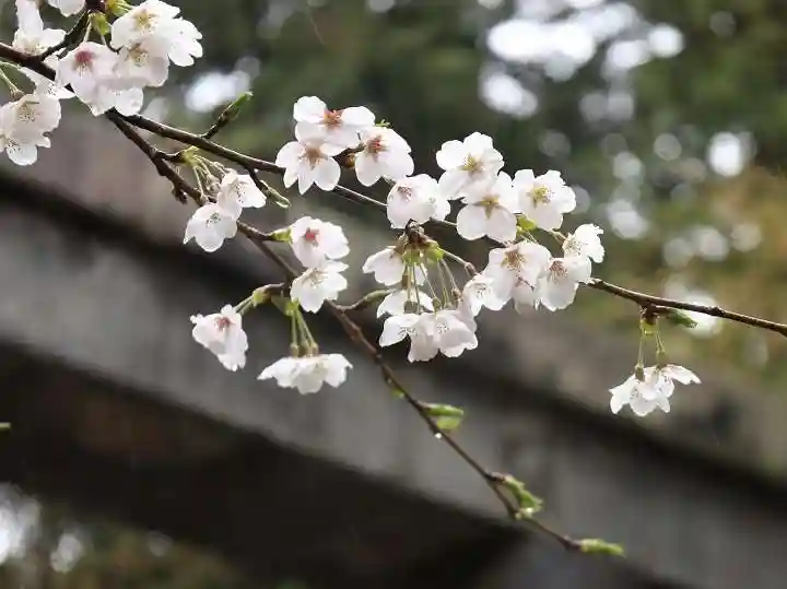 大原野神社(京都府)