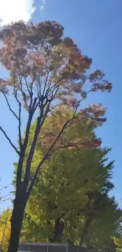 高木神社の自然