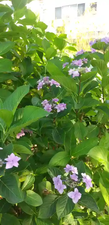 素盞雄神社の自然