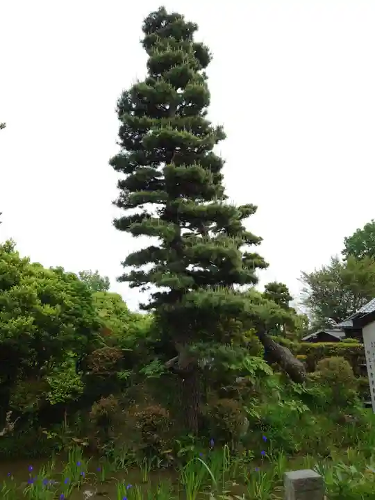 無量寿寺の自然