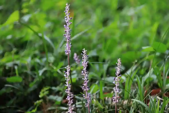 愛宕神社の自然